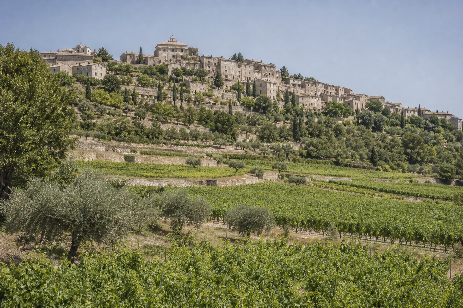 Vignoble sous un village du Luberon