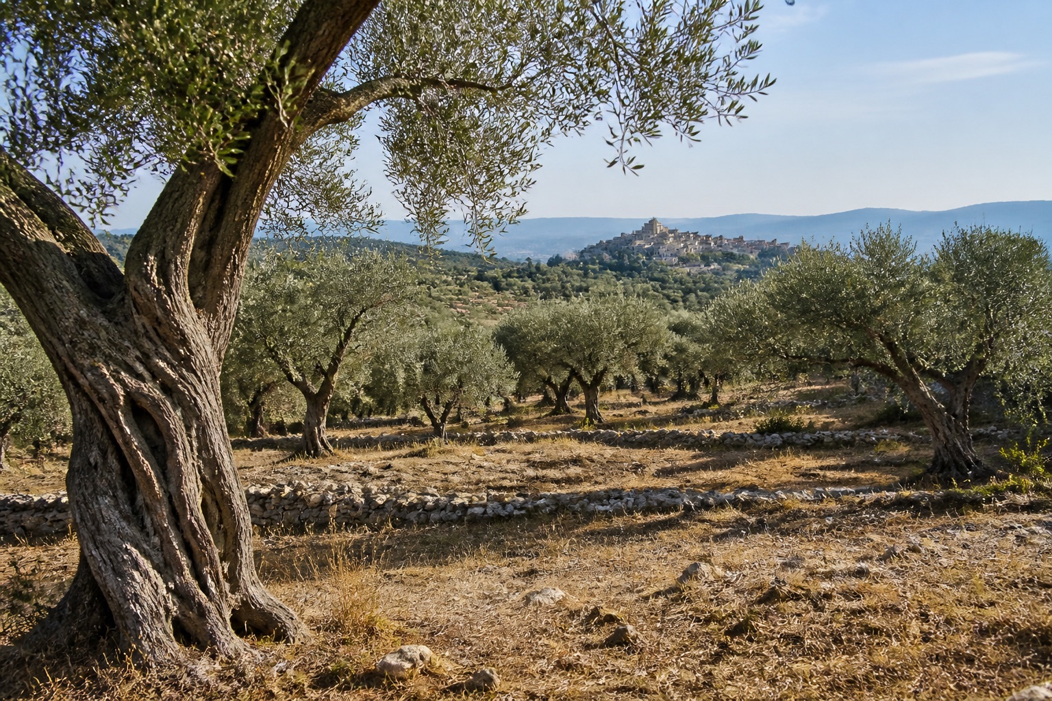 Oliveraie provençale