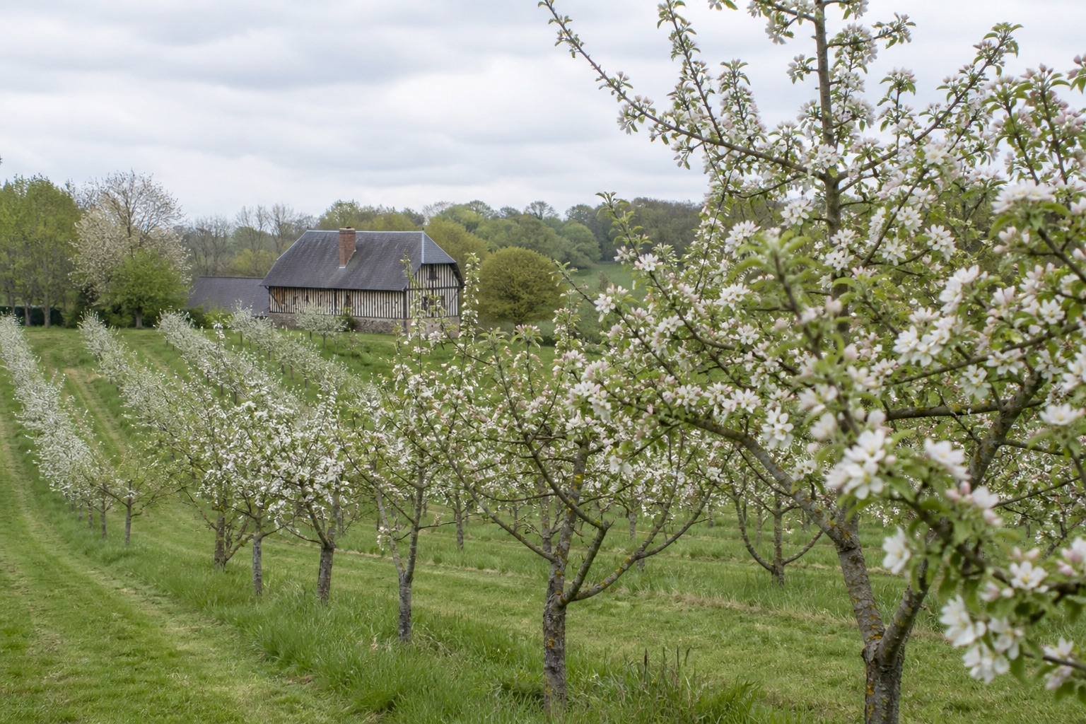Verger normand en fleurs